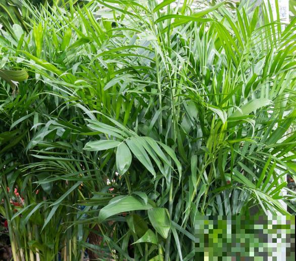 散尾葵四季浇水不一样，知道正确的浇水方法，养殖才能更好