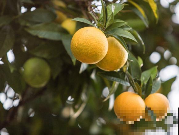 家里养殖柠檬树，记住这4个修剪时间，才能不影响结果