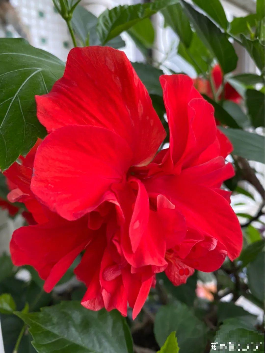 8种不“吉利花”，养在家里“有麻烦”，到底扔不扔？