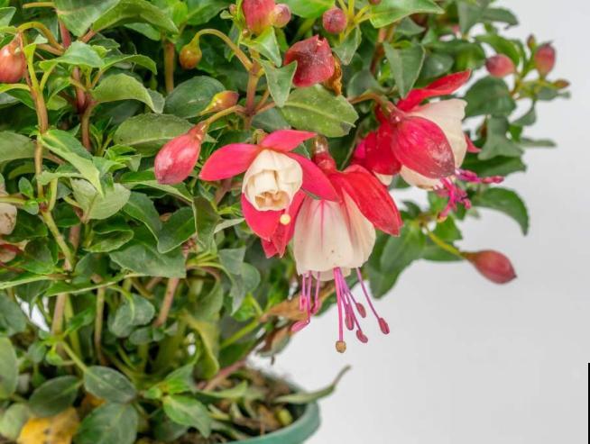 灯笼花修剪要注意，除了这2个时间点可修剪，其它时间不要动