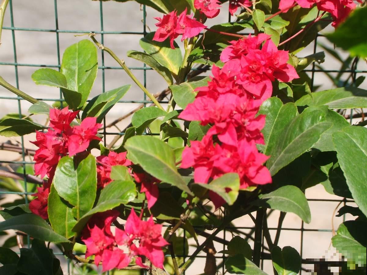 6种花是“醋坛子”，两个星期一杯醋，叶子油绿花开爆