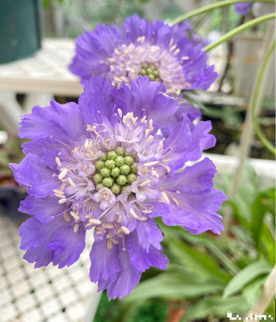 50种花春天播种,长满小院子,能开一整年 50种花春天播种,长满小院子,能开一整年