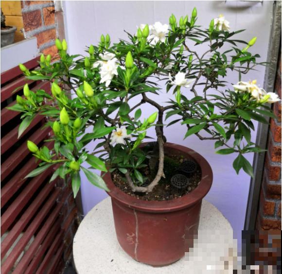 春天养栀子花，要“选对”品种，一院子清新香味！