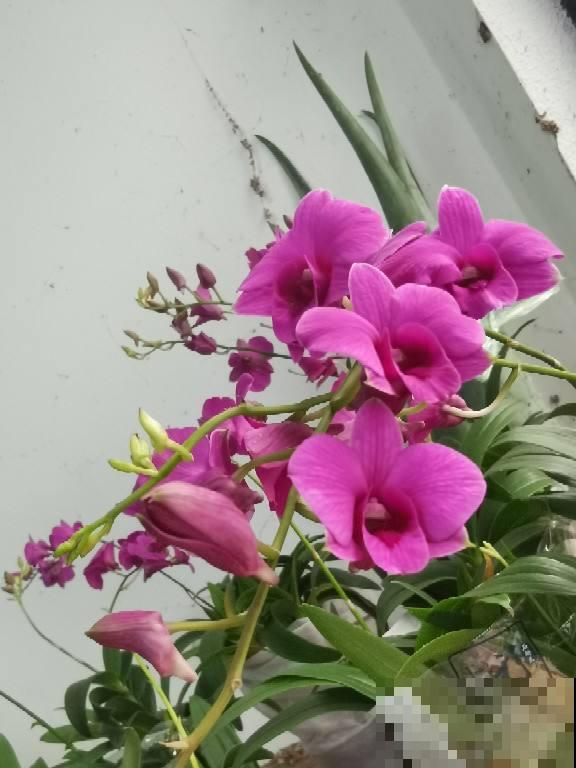 超级耐阴的植物，不用光也能长得旺，还能呼呼开花