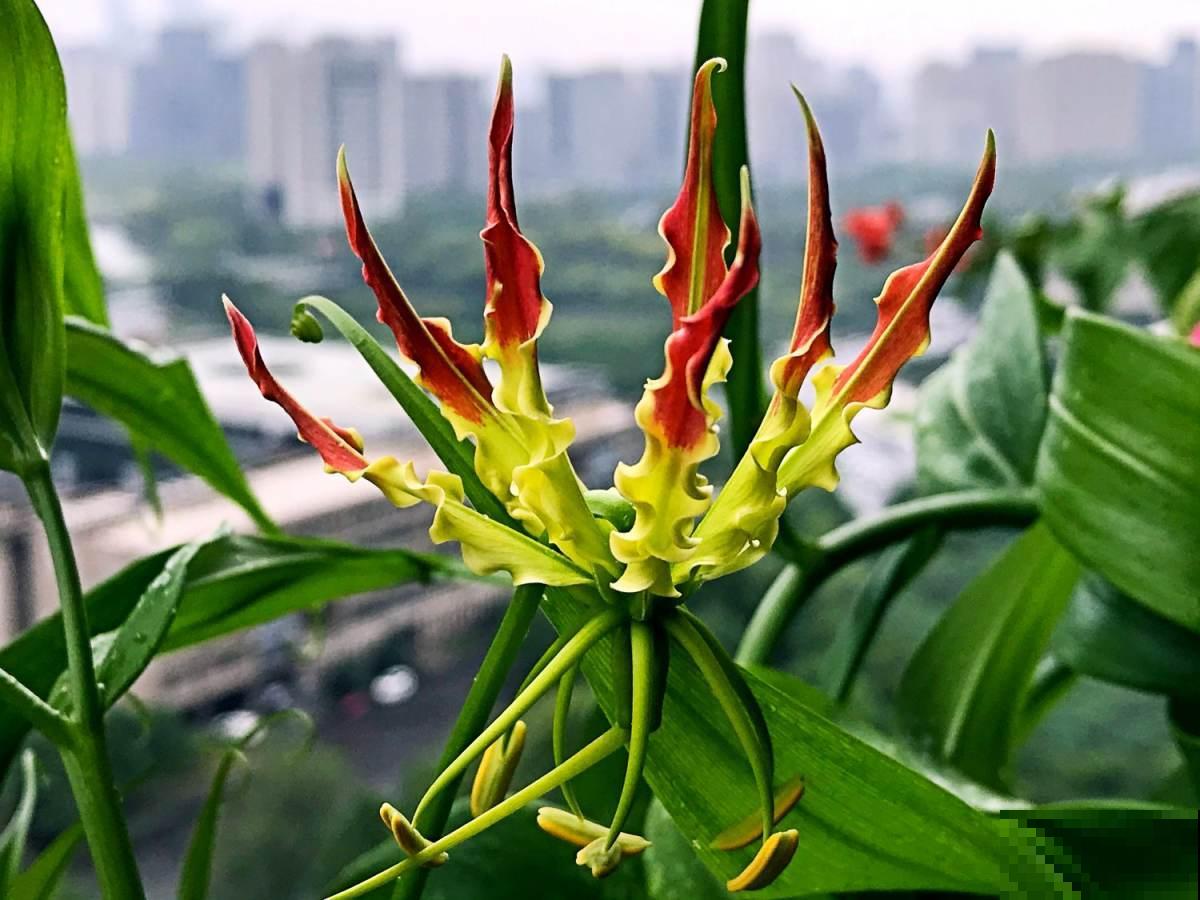 名声赫赫的嘉兰百合，开花像火焰一样，从夏天开到秋天