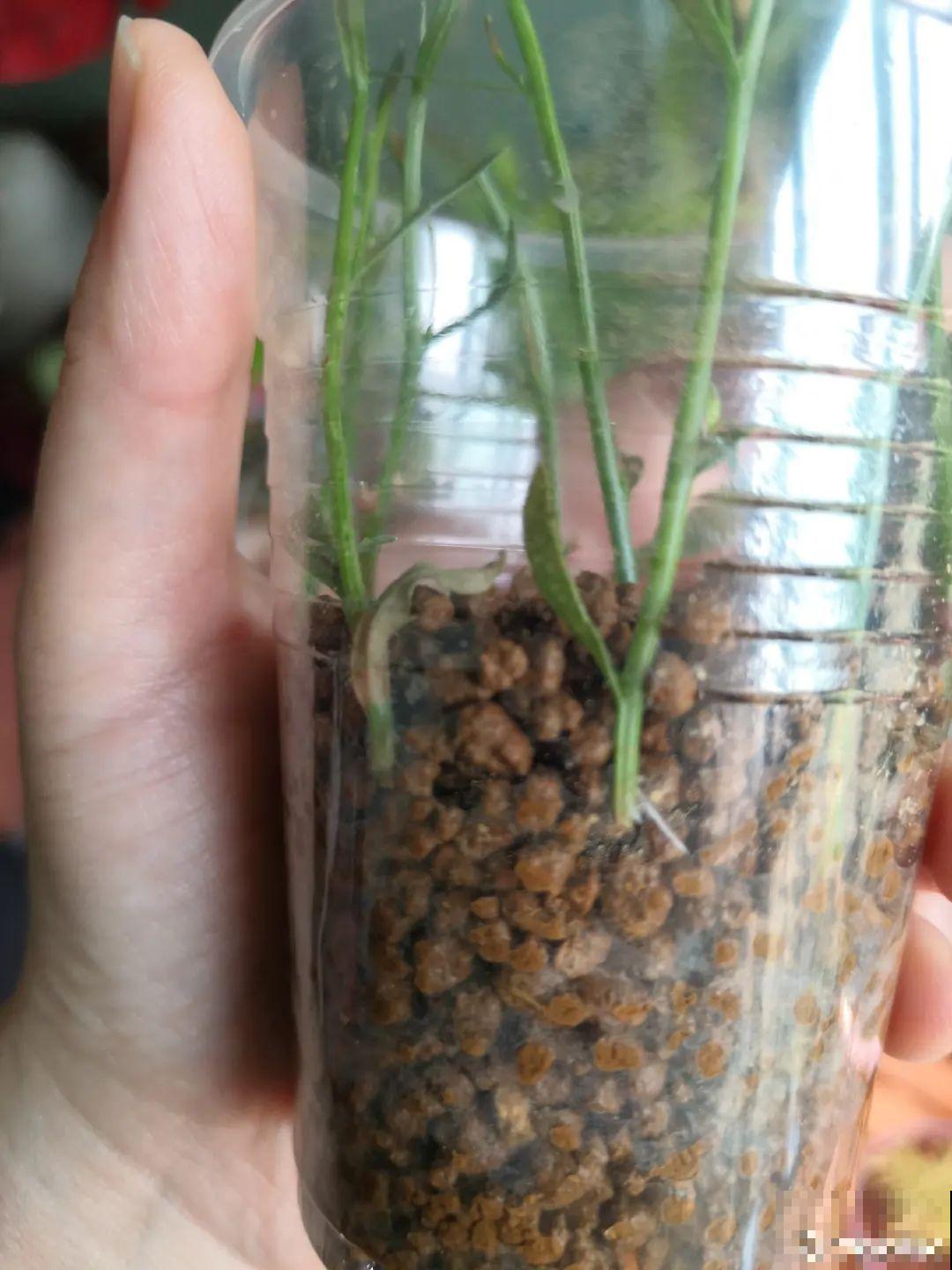 小阳台的爆花机器,1棵爆出一大盆,窗台、晾衣杆都挂满 小阳台的爆花机器,1棵爆出一大盆,窗台、晾衣杆都挂满