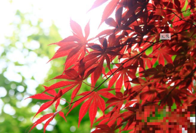 这5种紫红色植物，公园里常见，观赏性极强