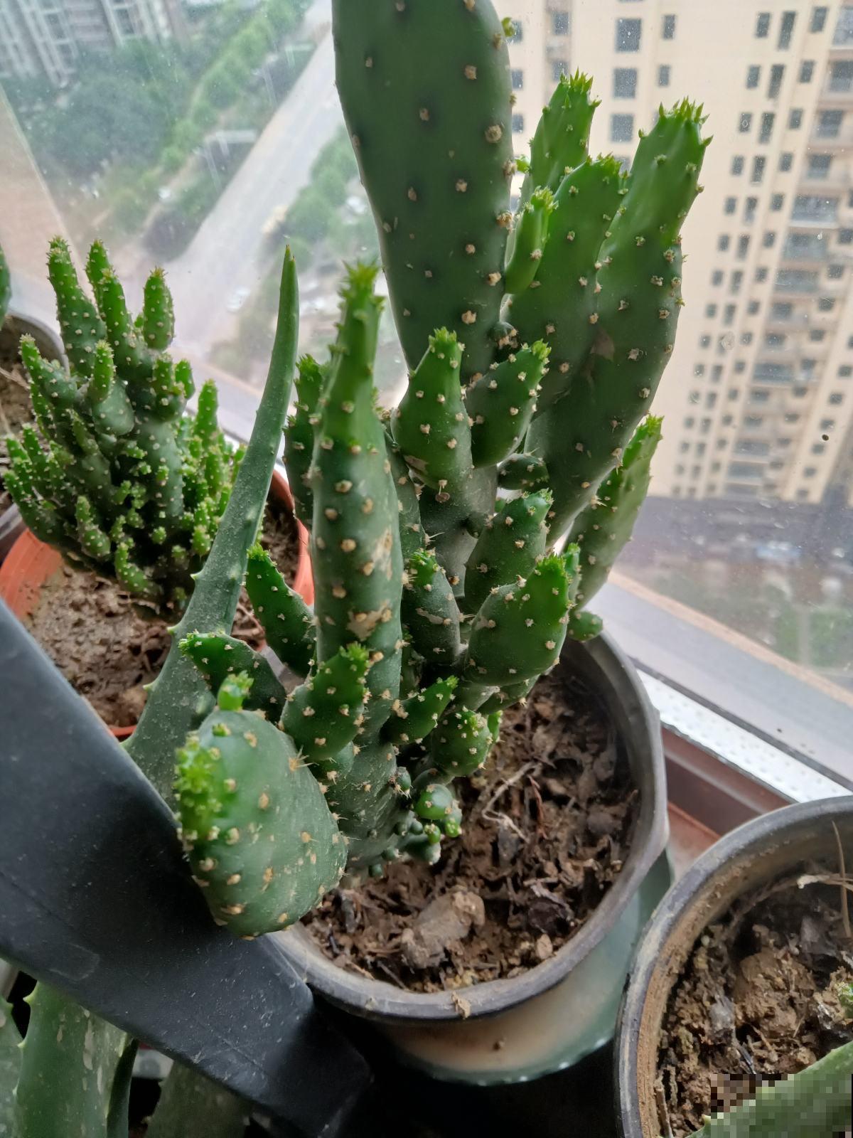 室内养花摆放位置有讲究，放对了有招财进宝好意头，赶紧来学学