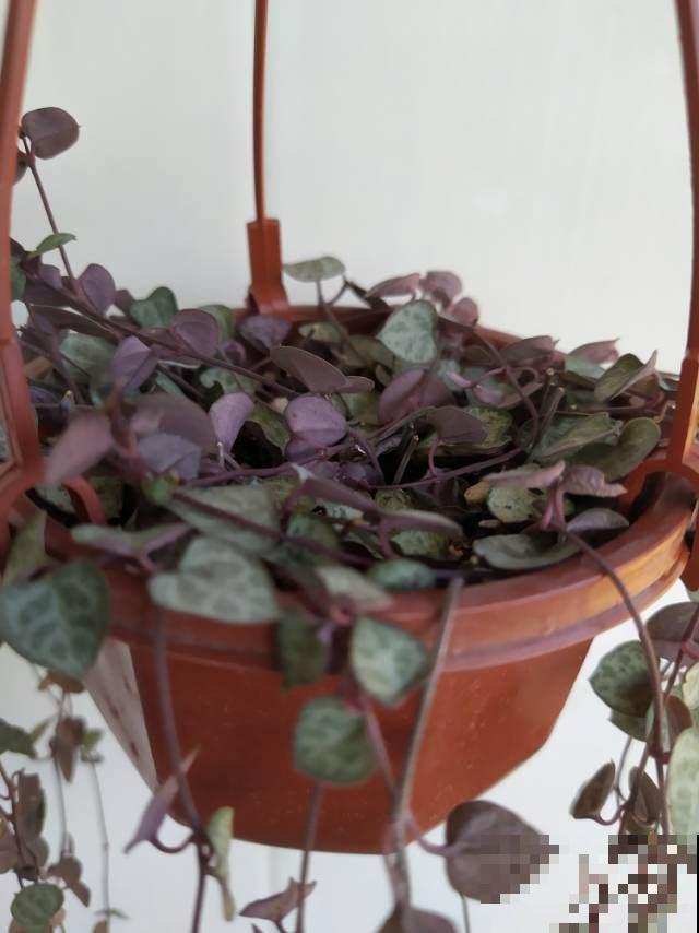 4种耐阴花卉,就算阳光不足照样开花,好看又好养 4种耐阴花卉,就算阳光不足照样开花,好看又好养