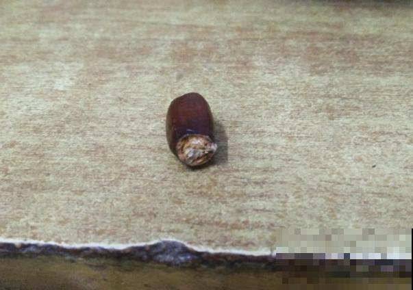 荔枝种子不要扔,学会这5步,轻松种出盆栽 荔枝种子不要扔,学会这5步,轻松种出盆栽