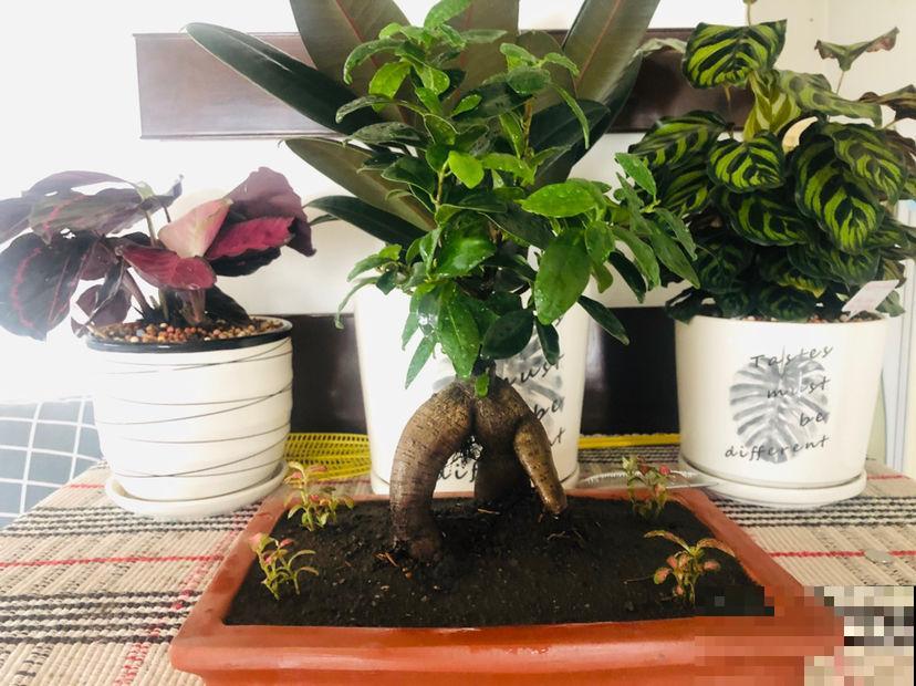 有格调的人，都爱养这3种花，品位瞬间提升一个档次