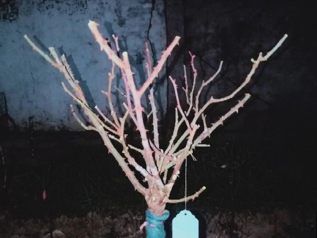 花园三剑客也要换盆,越冷长得越旺,明年呼呼开花 花园三剑客也要换盆,越冷长得越旺,明年呼呼开花