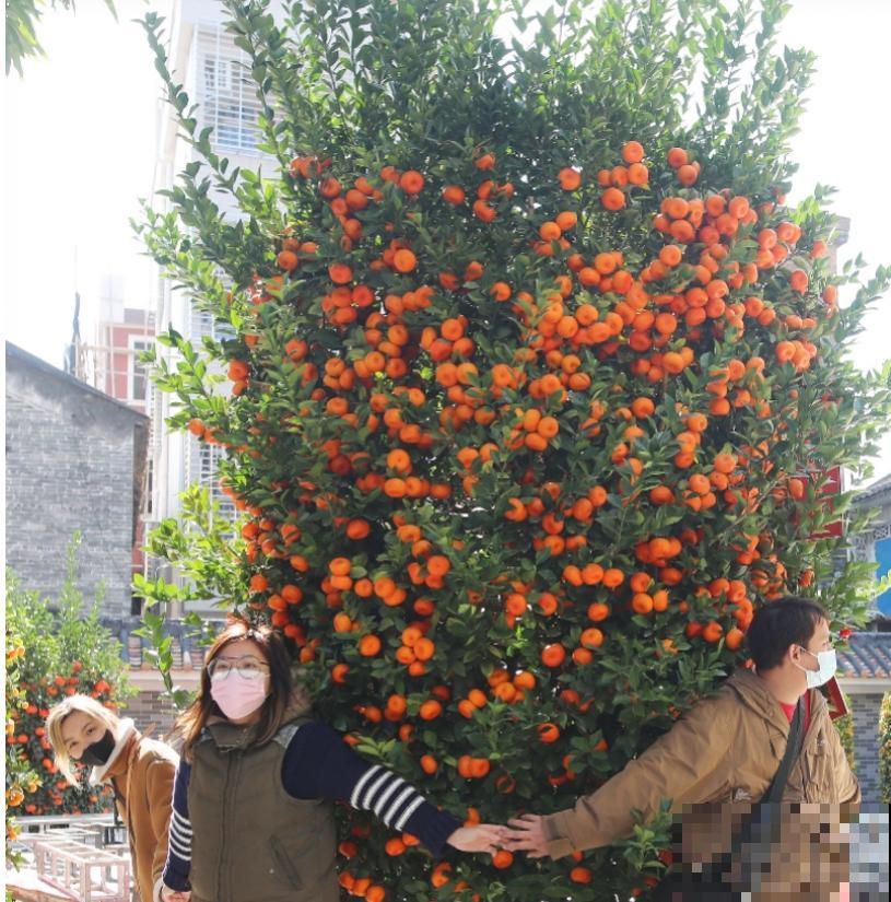 花68888元买棵桔子树，新年沾满“桔气”，来年“大吉大利”！