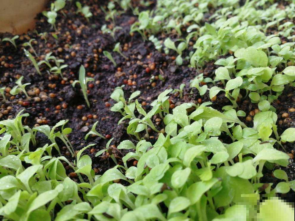 叶子很大的蔬菜，阳台就能种，从播种到收获只要20天