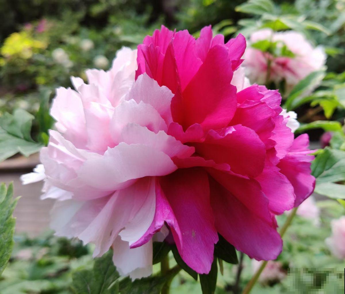 “过年赏牡丹，富贵又平安”，网上买的牡丹开爆了，真爽