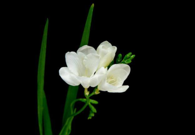 香雪兰和小苍兰搞不清，闹了半天，原来是同一种植物