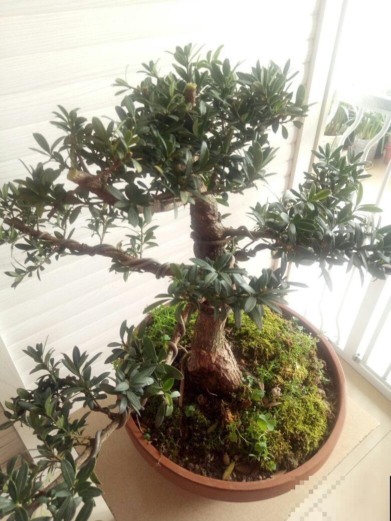 4种花养成盆景格外值钱，5年价格翻一番，还能养成传家宝