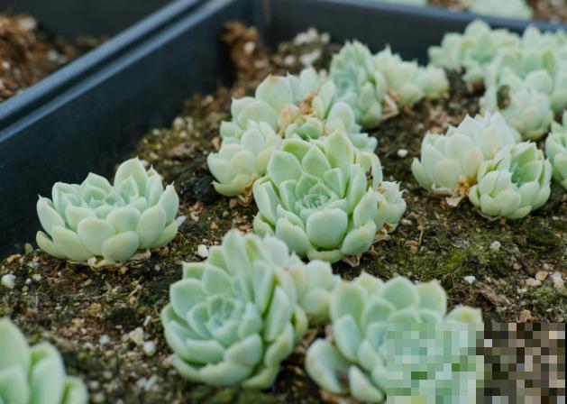 月影系的多肉，好看又好养，这5种在家养过嘛