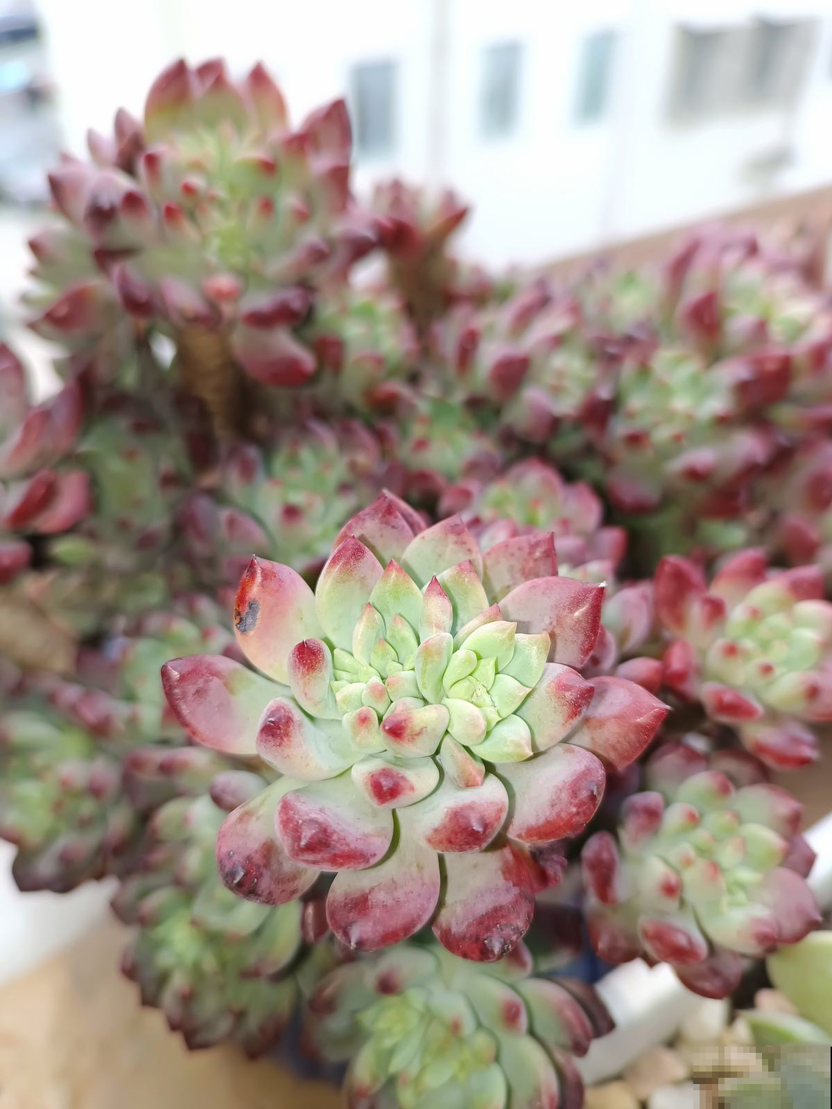 结束休眠的多肉，需要做4件事，马上就能爆盆