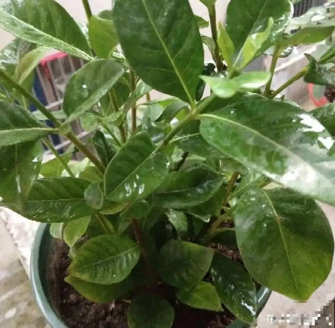 春天请个“护花神”,杀虫效果好,安全放心无污染 春天请个“护花神”,杀虫效果好,安全放心无污染