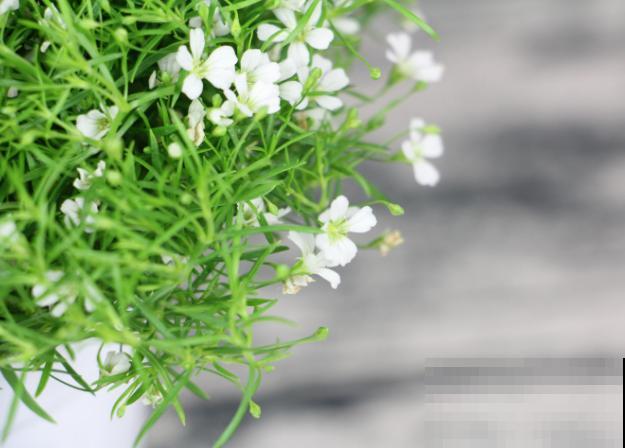 花店买束满天星,放在家里当干花,越放越好看 花店买束满天星,放在家里当干花,越放越好看