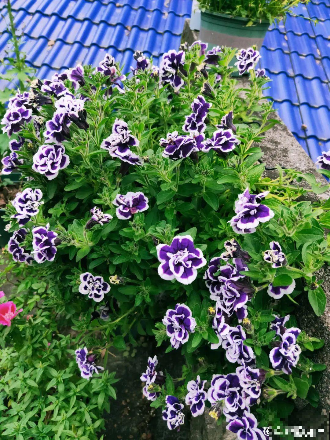 养盆矮牵牛,狠心剪几刀,轻松爆开满盆花,小阳台最爱! 养盆矮牵牛,狠心剪几刀,轻松爆开满盆花,小阳台最爱!