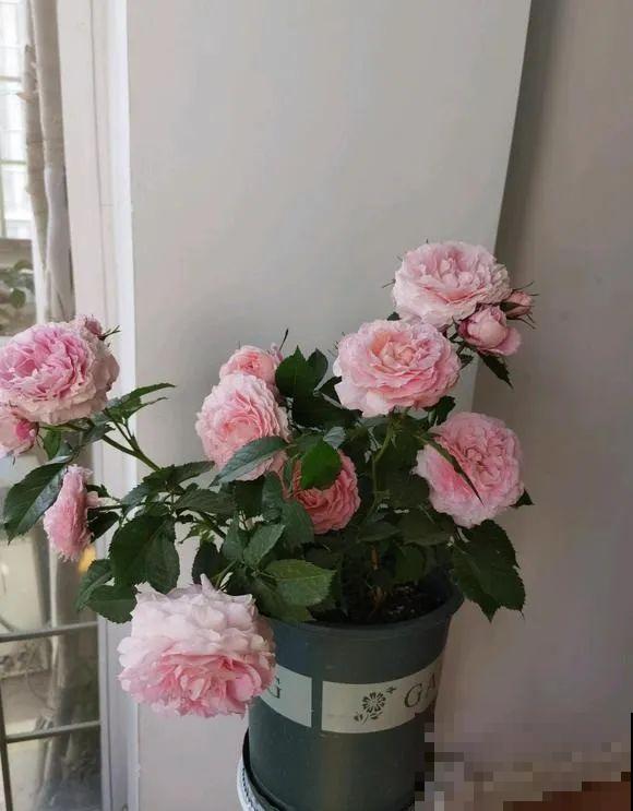 小阳台的开花机器,花期能达大半年,月月爆开不歇气,真香! 小阳台的开花机器,花期能达大半年,月月爆开不歇气,真香!