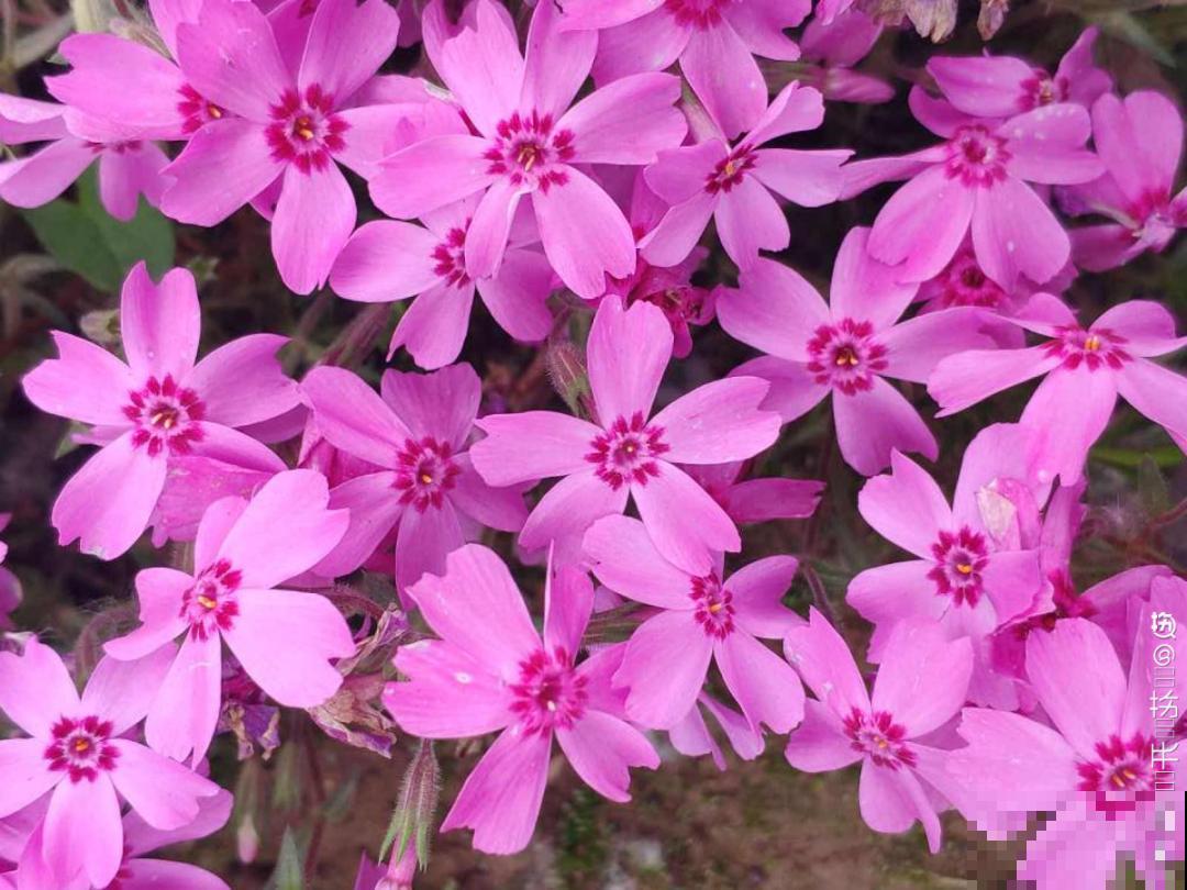 50种花春天播种,长满小院子,能开一整年 50种花春天播种,长满小院子,能开一整年