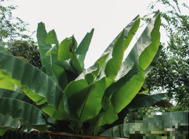 家里也能养的香蕉树，叶子油绿株型壮，一年四季绿油油