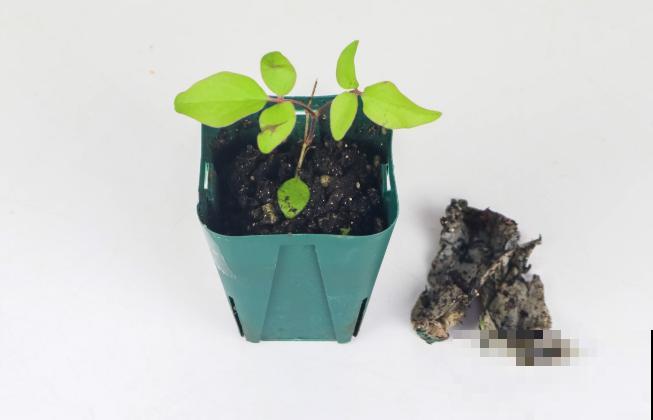 吸水性特别强的上水石，一定要养这5种植物，养护效果极佳