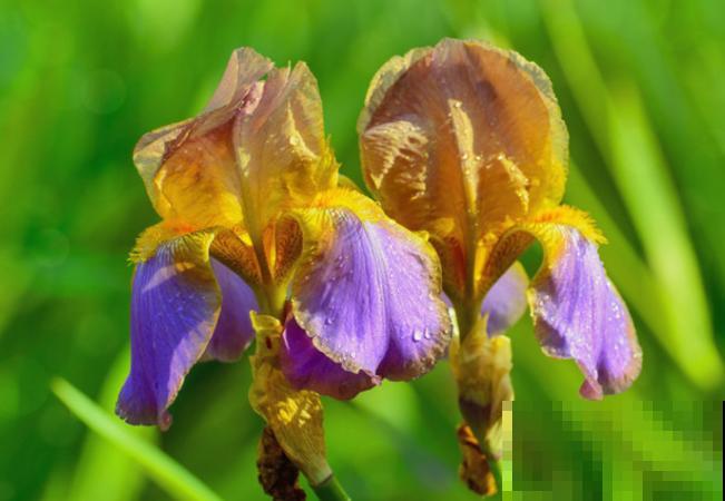 鸢尾繁殖主要有这2种，要想在家进行，一定要注意配土