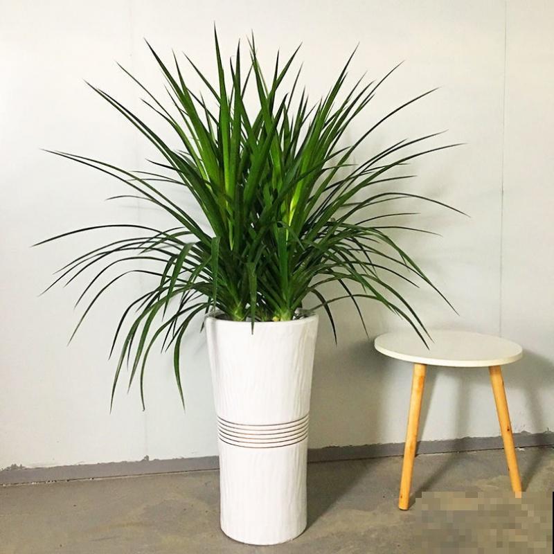 龙血树的侧芽，要想扦插成功，这4点要注意