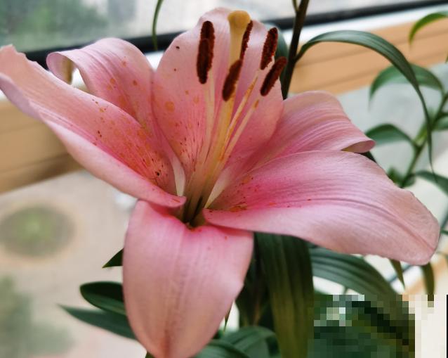 百合花种球买回家，注意这4点，轻松种植