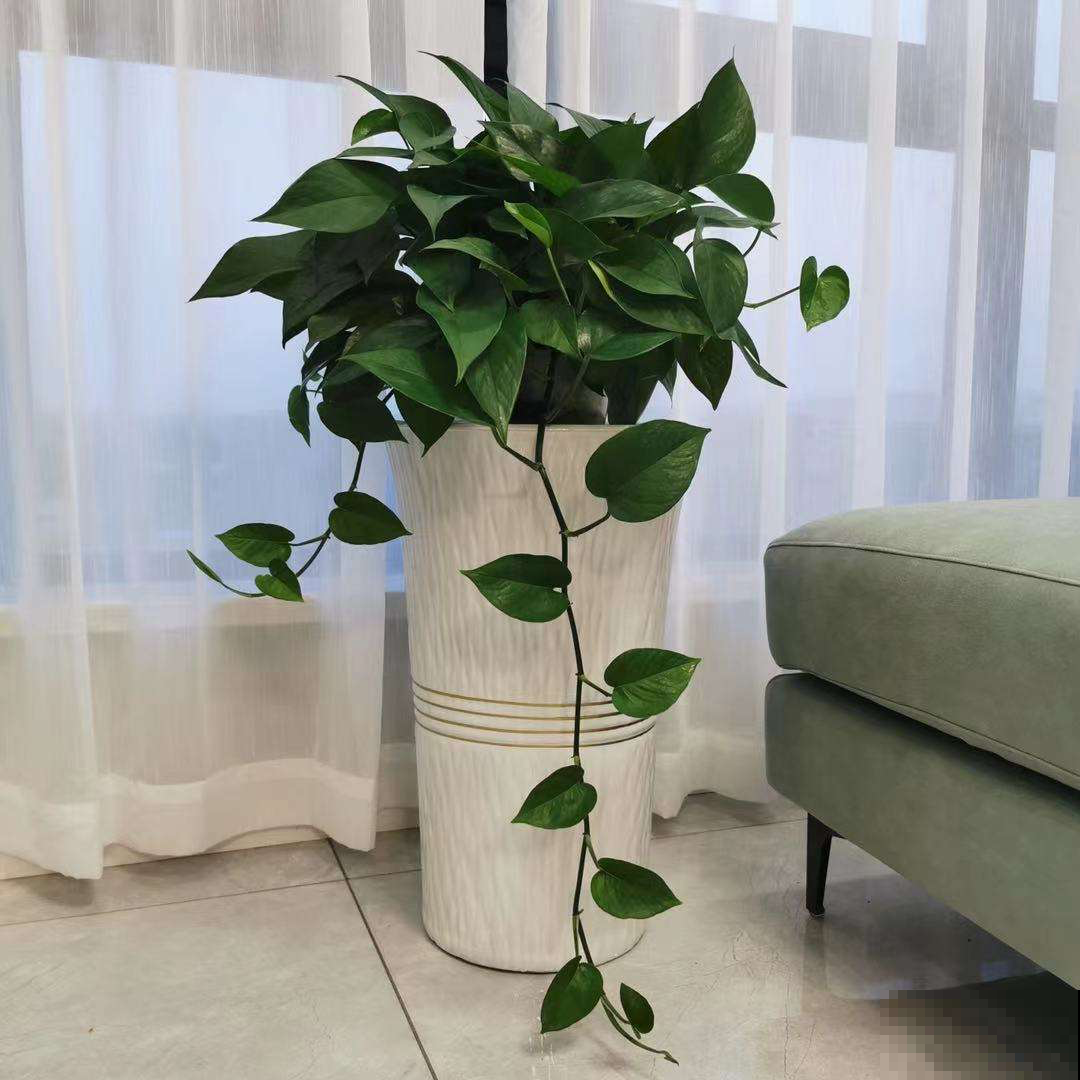 家里变温馨，4种花就够了，好寓意多多