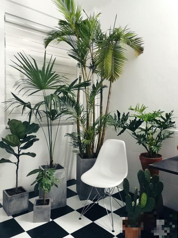 5种花摆在家，顶过高价的装修费，设计感十足