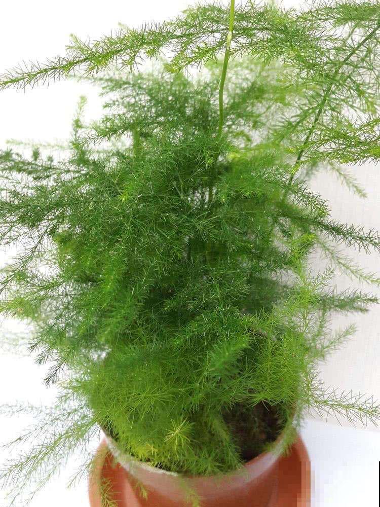 老一辈人说，4种绿植不常开花，一开花就预示有好事儿，你见过吗