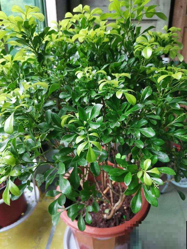 在家自制肥料，省下一大笔肥料钱，这个便宜不占白不占