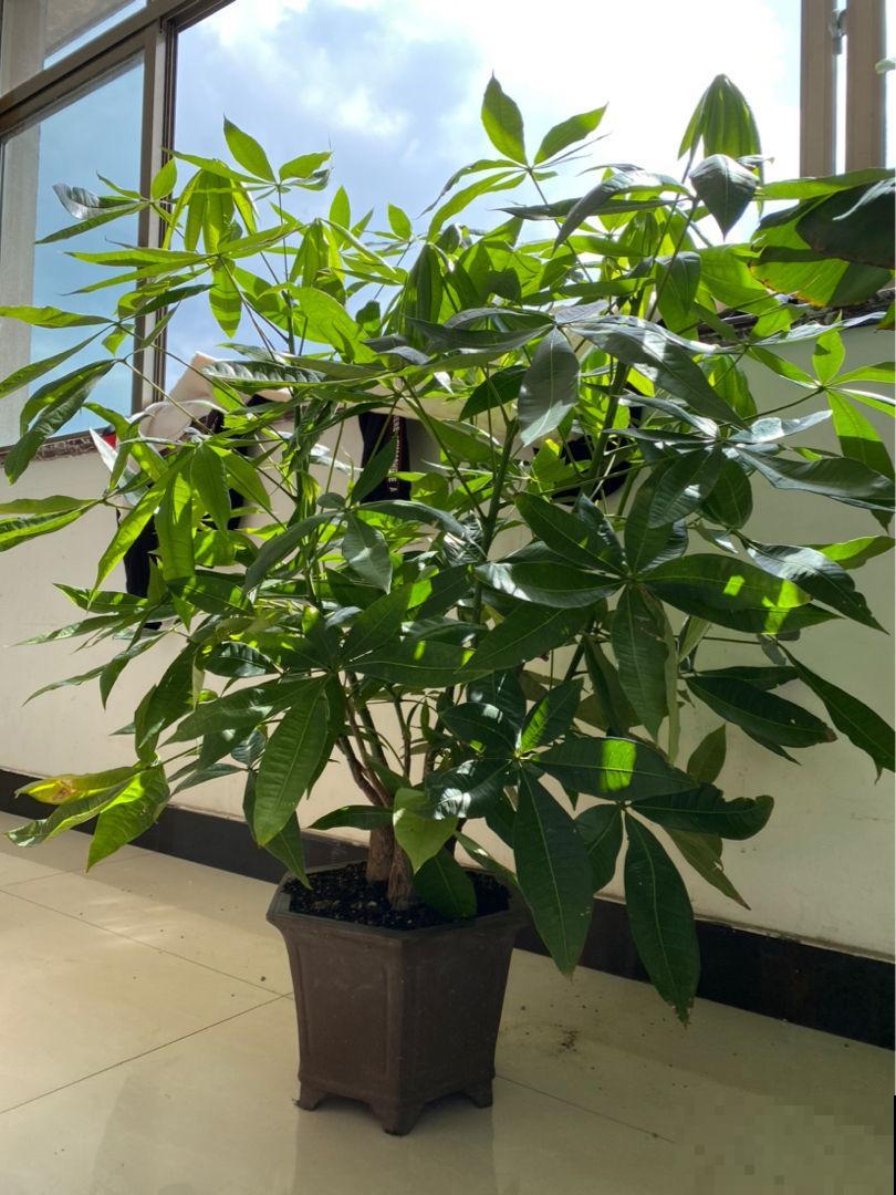 家里养4种花，就像“请”了守护神，越养越有安全感