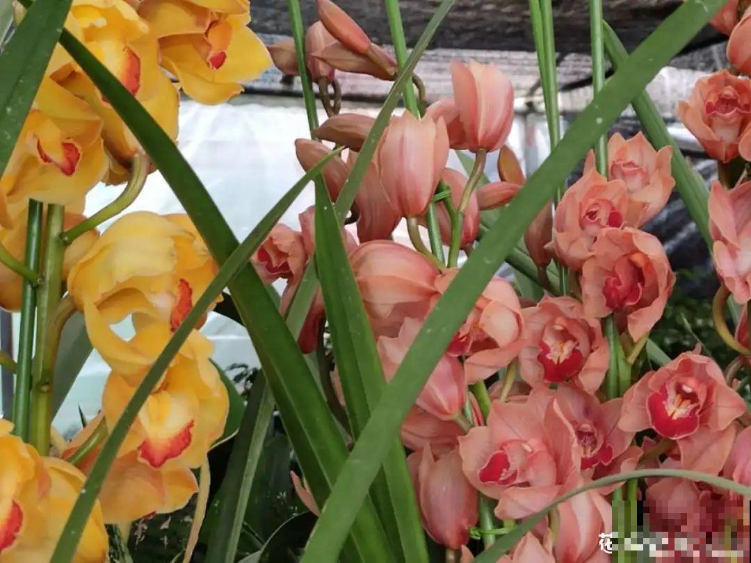 9种花是“一次性”，年前买、年后扔，不心疼钱吗？