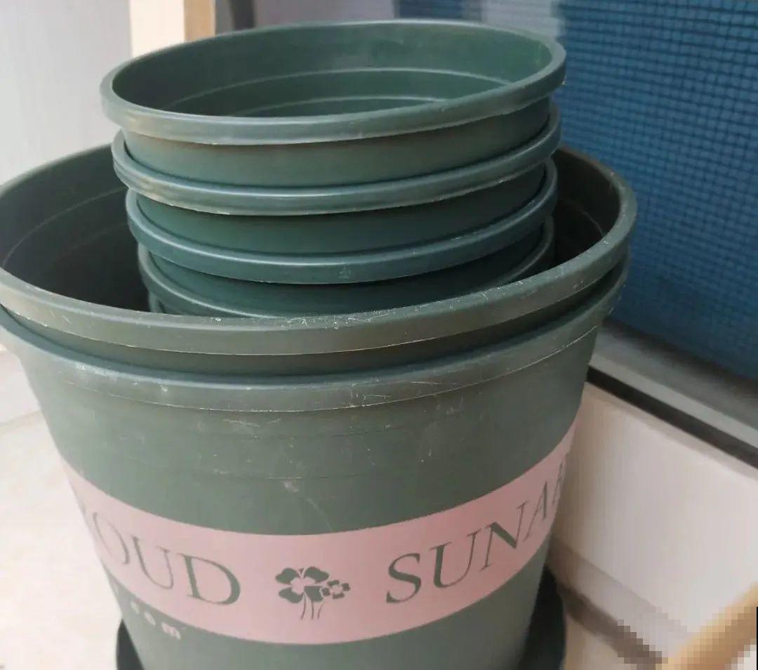 花园三剑客也要换盆,越冷长得越旺,明年呼呼开花 花园三剑客也要换盆,越冷长得越旺,明年呼呼开花