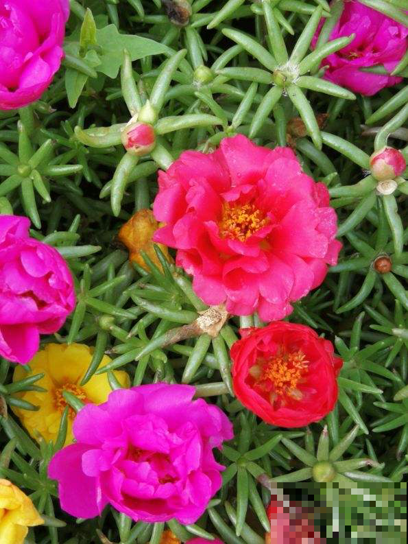 太阳花开花少，一看就是3件事没做好，养对了开爆一阳台