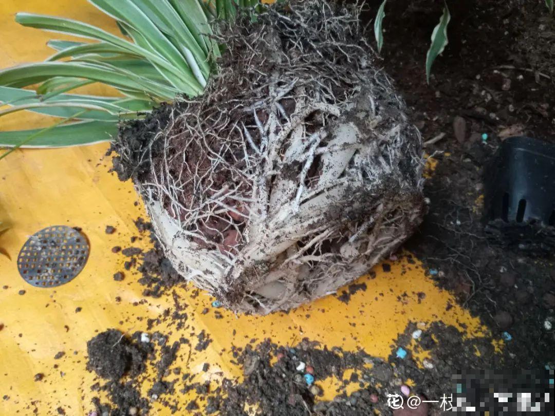 超详细的植物换土步骤,保姆级教程,实用的很 超详细的植物换土步骤,保姆级教程,实用的很