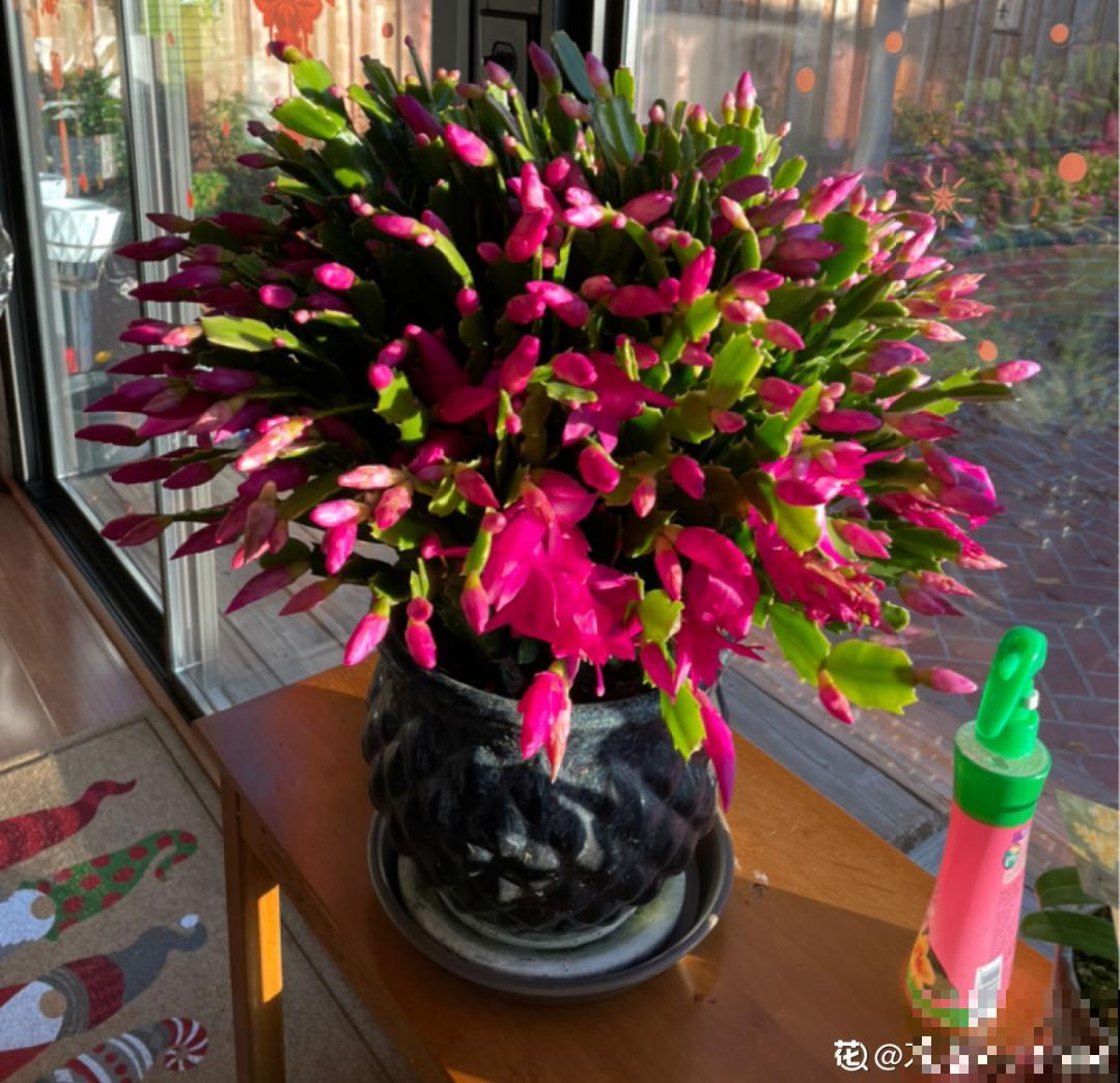 大花蕙兰太贵,掉个花苞都心疼,快来注意这3点! 大花蕙兰太贵,掉个花苞都心疼,快来注意这3点!