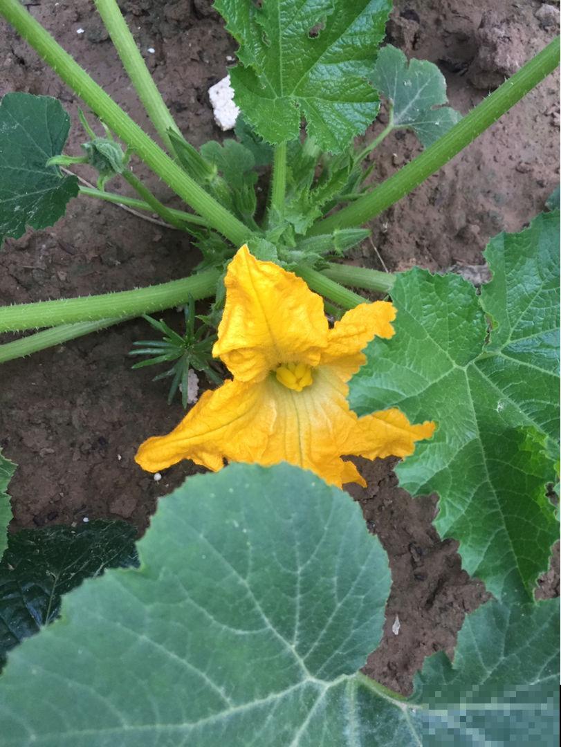 在家就能种的蔬菜,10天就能窜一节,20天做成美味佳肴 在家就能种的蔬菜,10天就能窜一节,20天做成美味佳肴