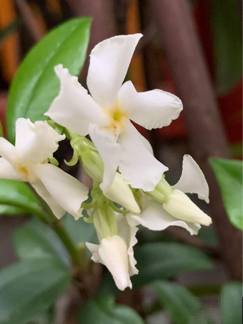 春天呼呼开花的风车茉莉,一个月后就爆花,花量超大超浪漫 春天呼呼开花的风车茉莉,一个月后就爆花,花量超大超浪漫