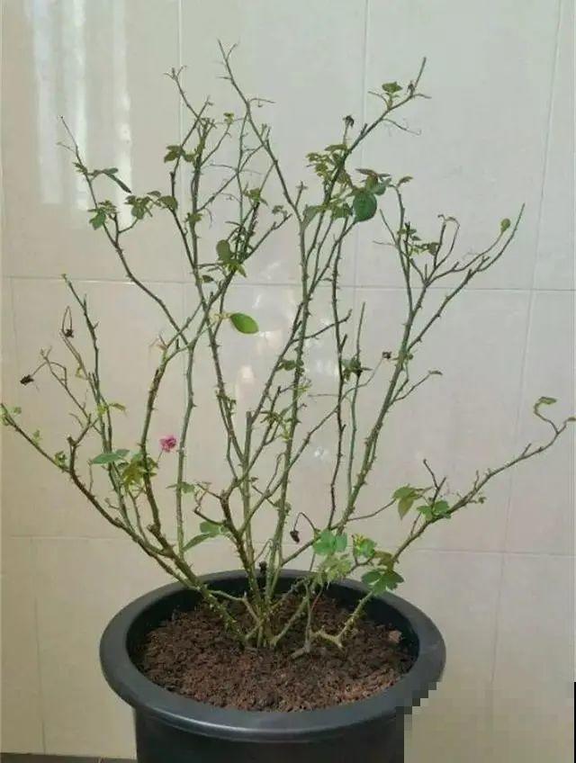 花园三剑客也要换盆,越冷长得越旺,明年呼呼开花 花园三剑客也要换盆,越冷长得越旺,明年呼呼开花