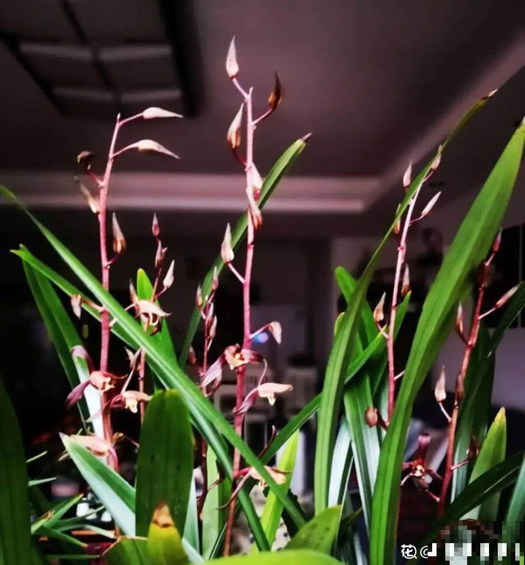 立春了，10种花最先上肥料，今年呼呼开到爆