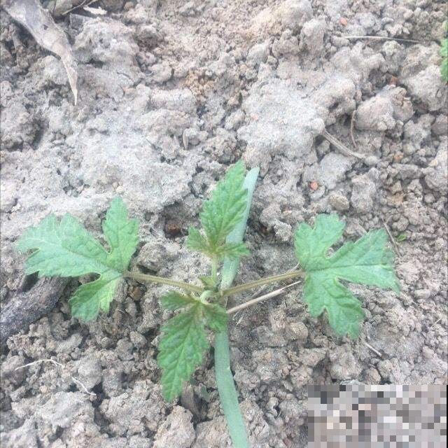 春天路边开满花，30种花能认识一半，就是植物大神