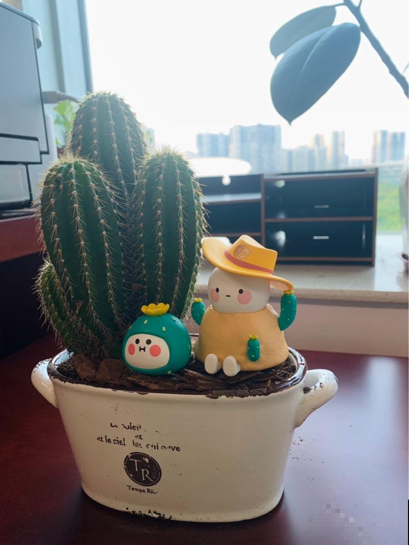 因为一盆仙人掌，让我和亲戚的关系决裂，错却不在我