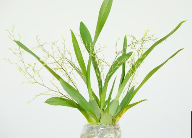 刚买的文心兰，养护记住这4点，开花又多又好看